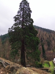 sequoia patronage 2.jpg