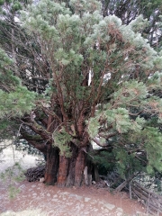 sequoia praneuf.jpg