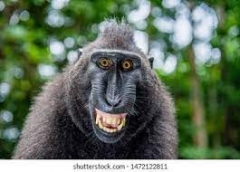 macaque.jpg