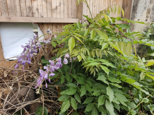 Glycine résurection.jpg