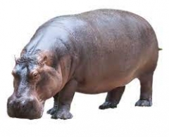 hippopotame.jpg