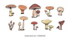 champignons.jpg